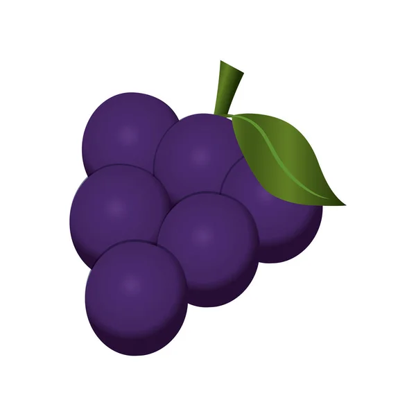 Racimo de uvas fruta orgánica fresca — Vector de stock