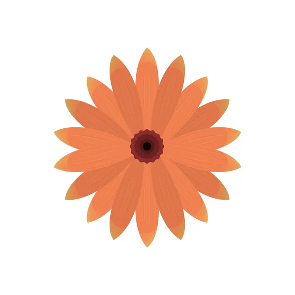 花卉自然装饰隔离设计 — 图库矢量图片
