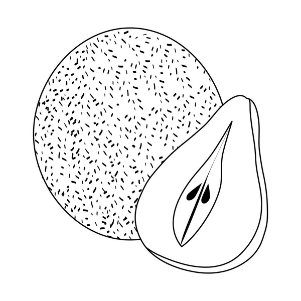Vruchten kokos met peer gezond icoon — Stockvector