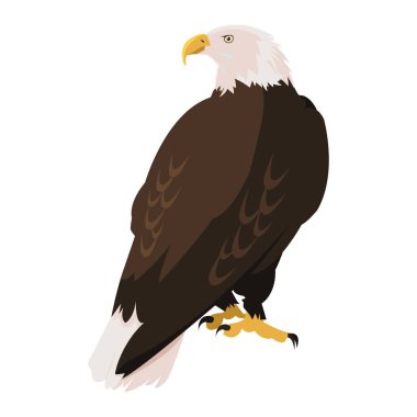 güzel kel kartal hayvan