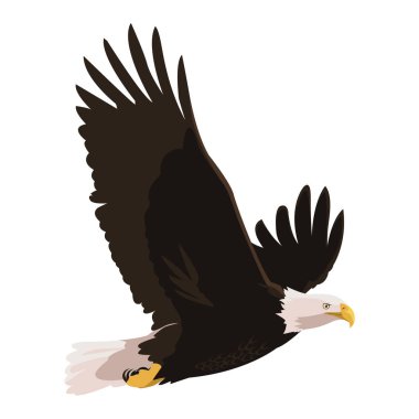 güzel kel kartal uçan