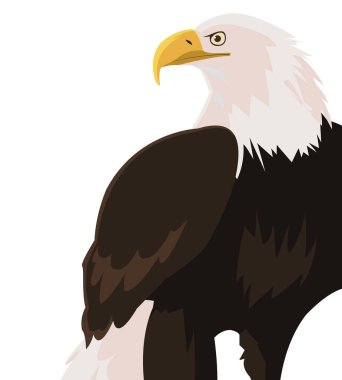 güzel kel kartal hayvan