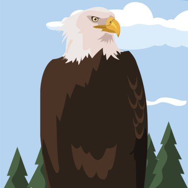 manzara güzel kel kartal hayvan