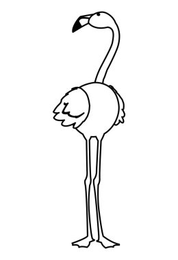 baş yukarı egzotik flaman kuş