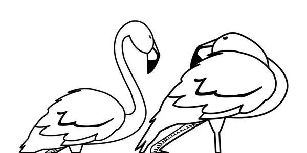 Farklı pozlar ile egzotik flaman çift kuşlar — Stok Vektör