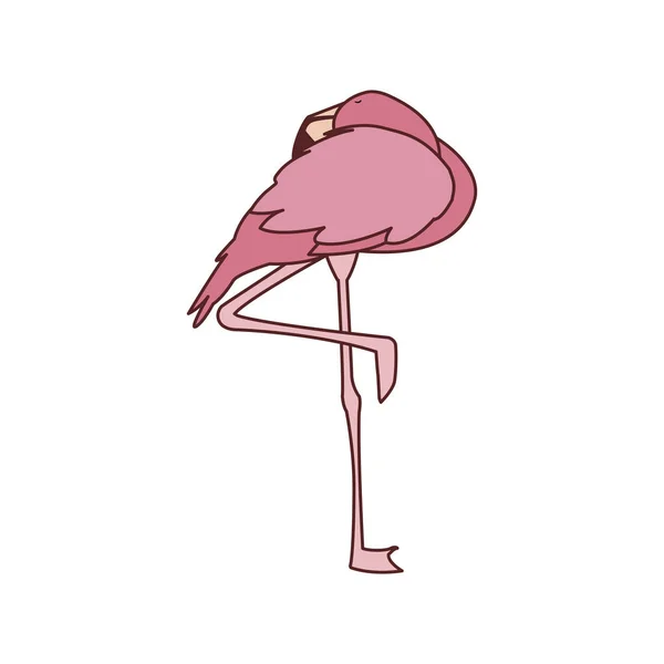 Exotischer rosafarbener flämischer Vogel schläft — Stockvektor