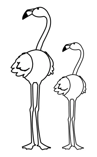 Exótico flamengo casal pássaros com cabeças para cima —  Vetores de Stock