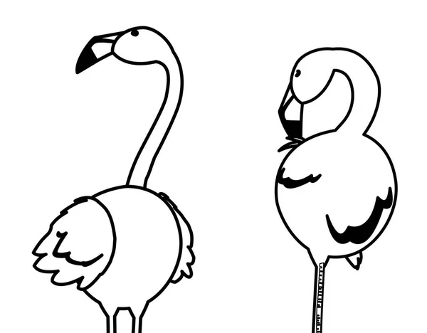 Εξωτικό φλαμανδικό ζευγάρι πουλιά με το κεφάλι επάνω — Διανυσματικό Αρχείο