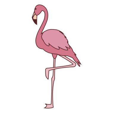 baş yukarı egzotik pembe flaman kuş