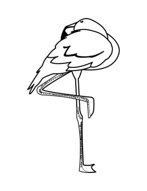 egzotik flaman kuş uyku