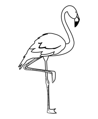 baş yukarı egzotik flaman kuş