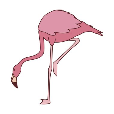 baş aşağı ile egzotik pembe flaman kuş