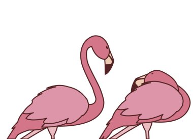 farklı pozlar ile egzotik pembe flaman çift kuşlar