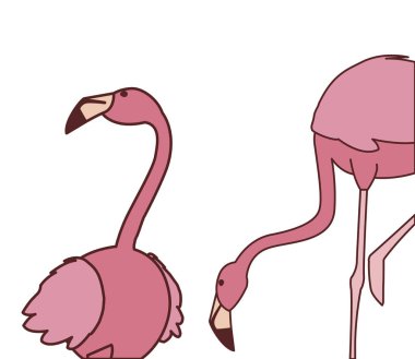 farklı pozlar ile egzotik pembe flaman çift kuşlar