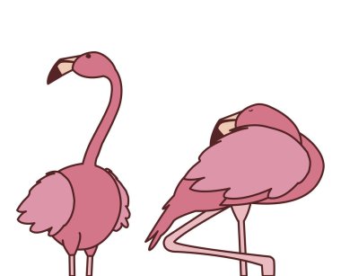 farklı pozlar ile egzotik pembe flaman çift kuşlar