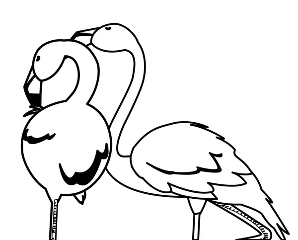 Romantik poz ile egzotik flaman çift kuşlar — Stok Vektör