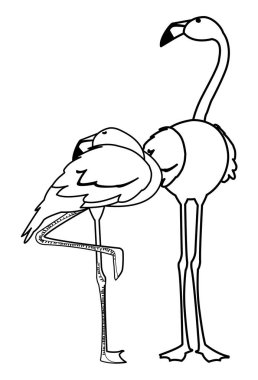 farklı pozlar ile egzotik flaman çift kuşlar