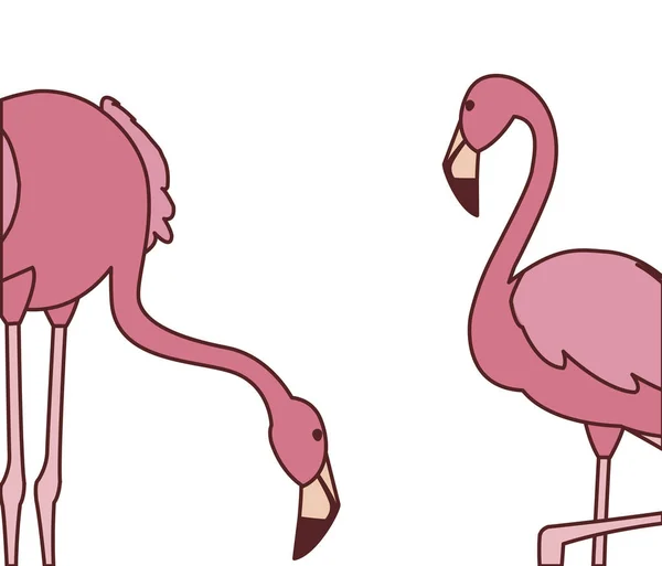 Exótico rosa flamengo par pássaros com poses diferentes —  Vetores de Stock