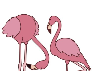 farklı pozlar ile egzotik pembe flaman çift kuşlar