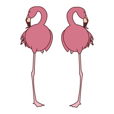 egzotik pembe flaman çift kuşlar uyku