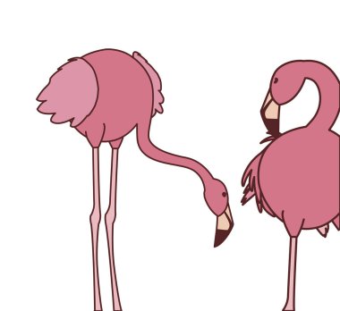 farklı pozlar ile egzotik pembe flaman çift kuşlar