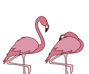 farklı pozlar ile egzotik pembe flaman çift kuşlar