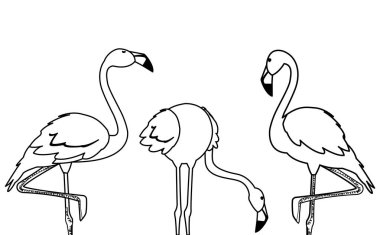 farklı pozlar ile egzotik flaman grup kuşlar