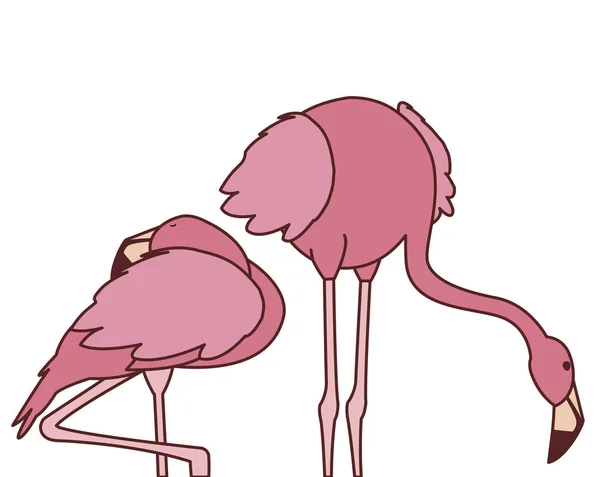 异国情调的粉红色佛兰芒夫妇鸟与不同的姿势 — 图库矢量图片