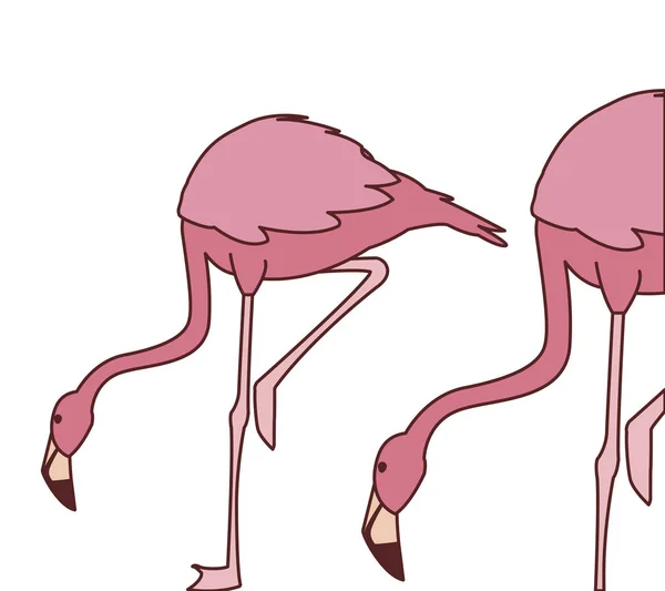 Exótico rosa pareja flamenca aves con la cabeza hacia abajo — Vector de stock