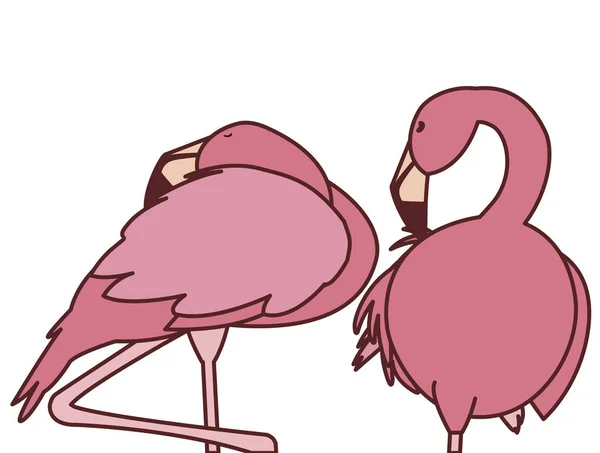 エキゾチックなピンクのフランドルカップルの鳥が眠っている — ストックベクタ