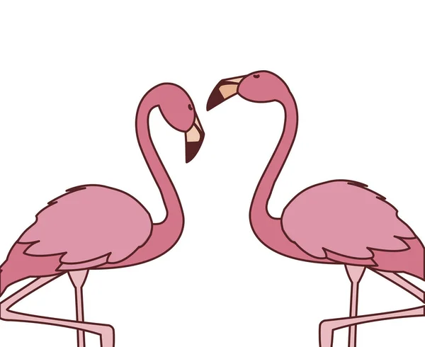 exotic pink flemish couple birds with heads up