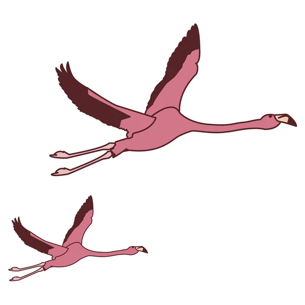 exotic pink flemish couple birds flying
