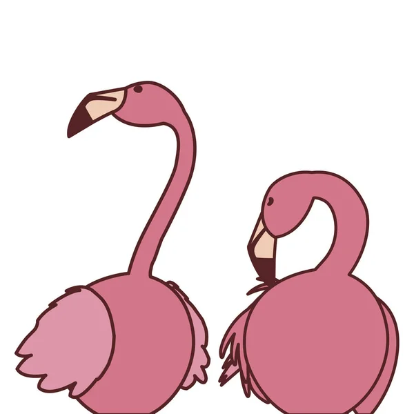 exotic pink flemish couple birds with heads up