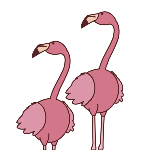 exotic pink flemish couple birds with heads up