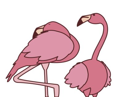 egzotik pembe flaman çift kuşlar uyku