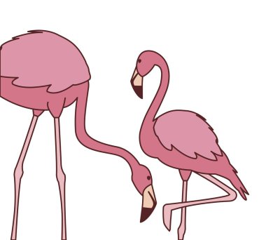 farklı pozlar ile egzotik pembe flaman çift kuşlar