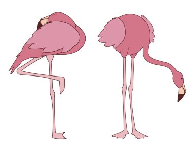 farklı pozlar ile egzotik pembe flaman çift kuşlar