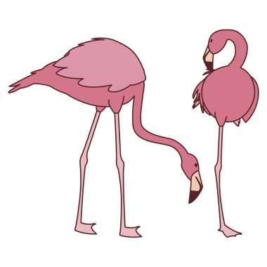 farklı pozlar ile egzotik pembe flaman çift kuşlar