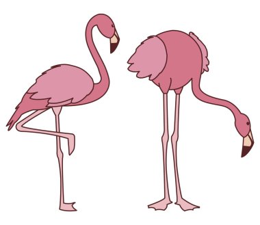 farklı pozlar ile egzotik pembe flaman çift kuşlar