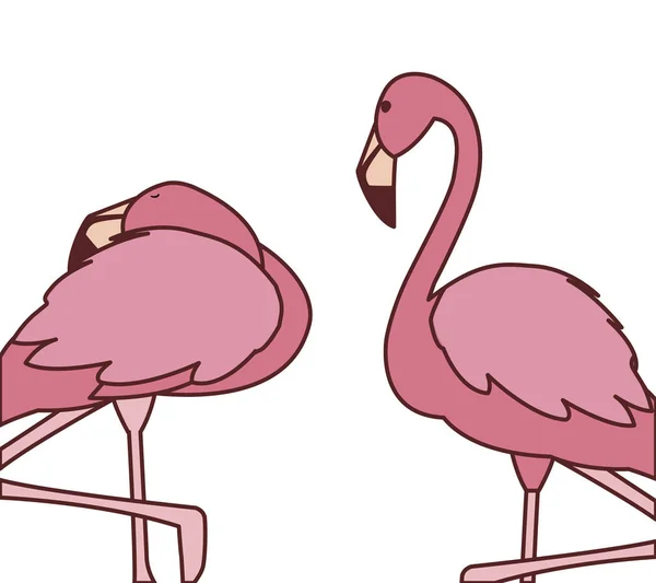 exotic pink flemish couple birds with different poses