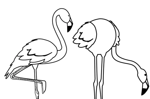 Exotiska flamländska par fåglar med olika poser — Stock vektor
