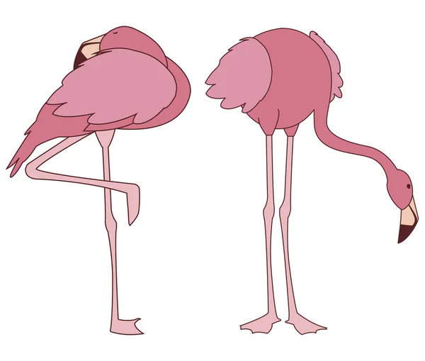 异国情调的粉红色佛兰芒夫妇鸟与不同的姿势 — 图库矢量图片