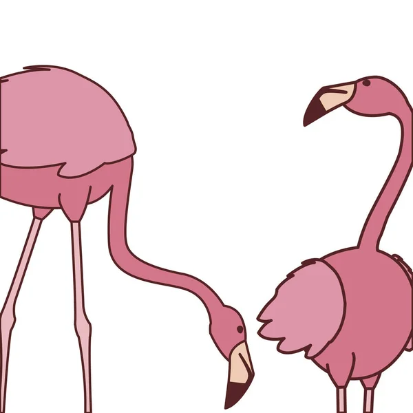 Exotiska rosa flamländska par fåglar med olika poser — Stock vektor