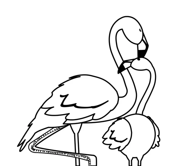 异国情调的佛兰芒夫妇鸟与浪漫的姿势 — 图库矢量图片