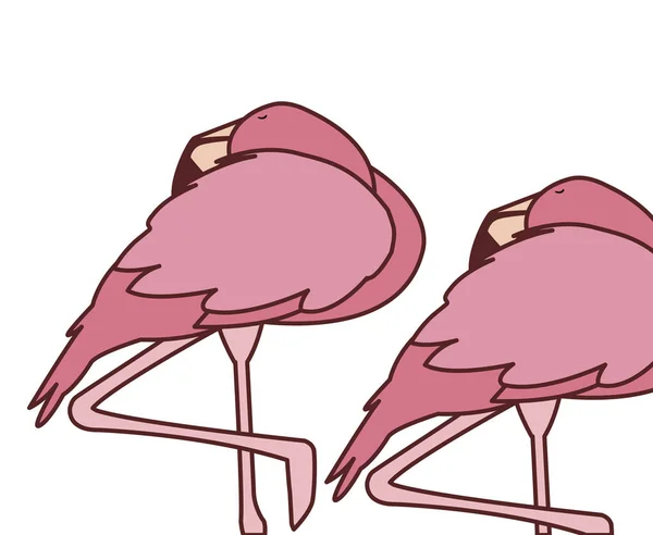 Exótico rosa flamengo casal pássaros dormindo —  Vetores de Stock