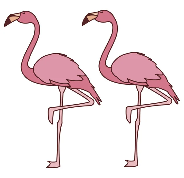 exotic pink flemish couple birds with heads up