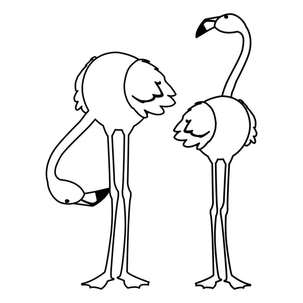 异国情调的佛兰芒夫妇鸟与不同的姿势 — 图库矢量图片