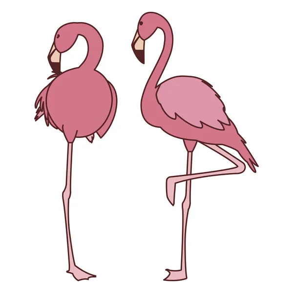 Exotiska rosa flamländska par fåglar sova — Stock vektor
