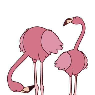 farklı pozlar ile egzotik pembe flaman çift kuşlar