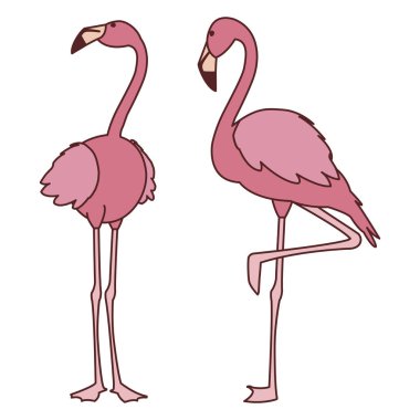 başları kadar egzotik pembe flaman çift kuşlar